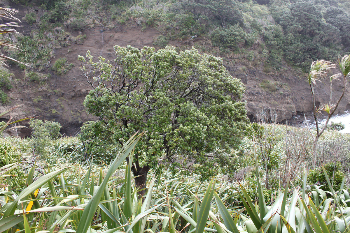 Pittosporum crassifolium  (1).jpg